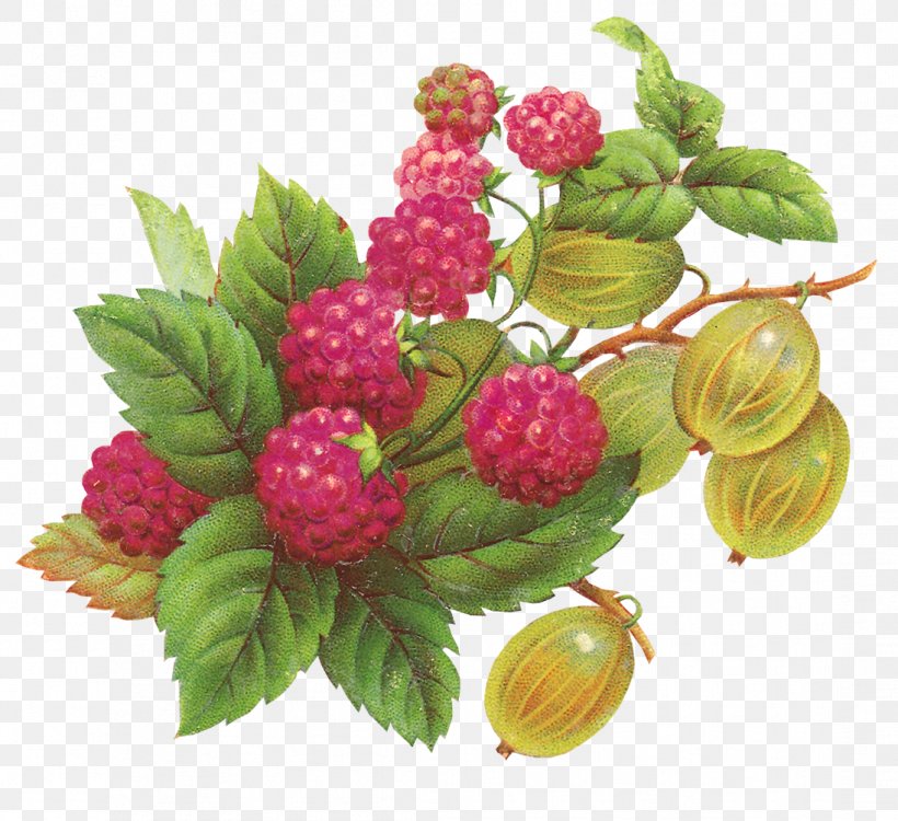 Raspberry Fruit Blackberry Clip Art, PNG, 1096x1003px, Raspberry, Art, Berry, Blackberry, Boysenberry Download Free