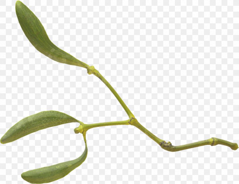 Twig Plant Stem Leaf, PNG, 1280x986px, Twig, Branch, Flora, Leaf, Organism Download Free