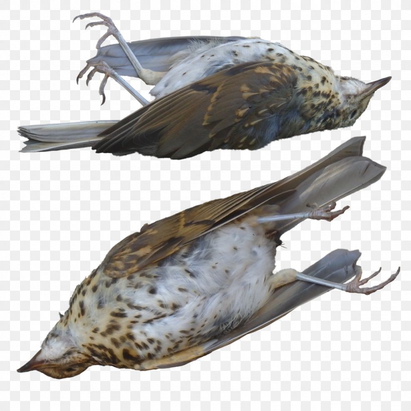 Amazing Facts About Birds Domestic Pigeon Reptile Death, PNG, 1024x1024px, Bird, Amazing Facts About Birds, Beak, Bird Of Prey, Buzzard Download Free