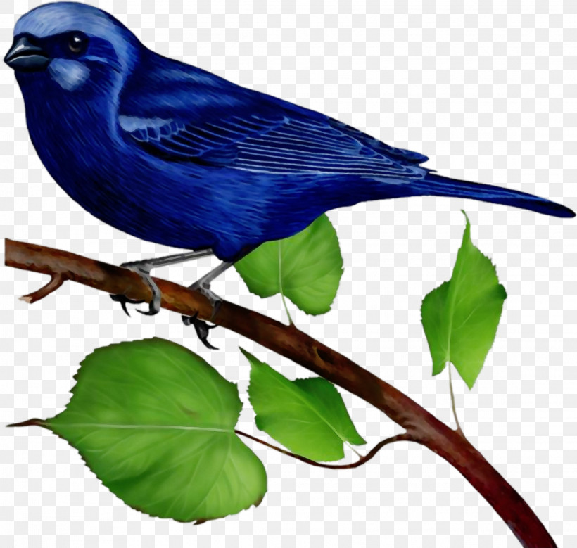 Bird Beak Indigo Bunting Perching Bird Songbird, PNG, 2289x2176px, Watercolor, Beak, Bird, Bluebird, Branch Download Free