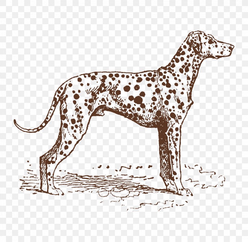 Dalmatian Dog Puppy Dog Breed Hunting Dog, PNG, 1635x1596px, Dalmatian Dog, Carnivoran, Collie, Dalmatian, Dog Download Free