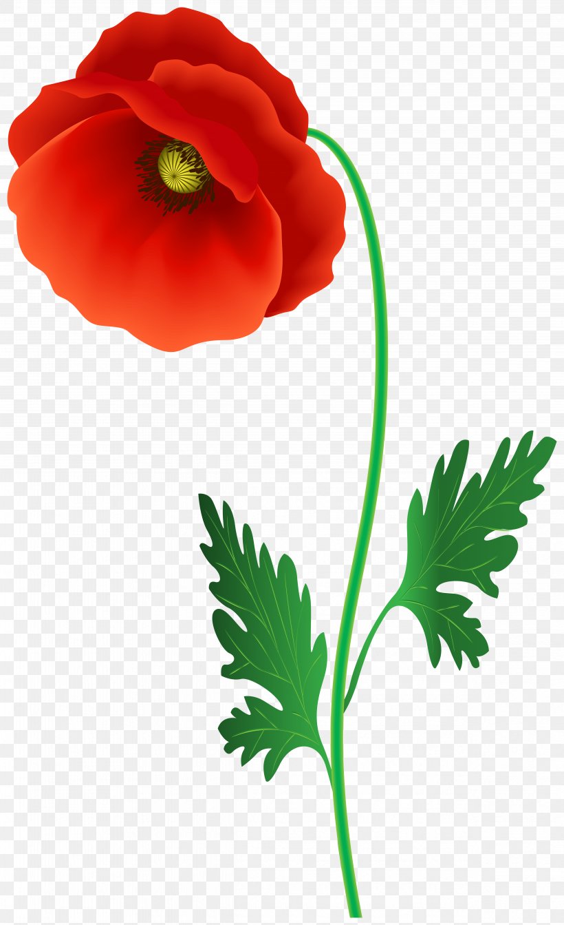 Flower Plant Flowering Plant Petal Leaf, PNG, 4881x8000px, Flower, Coquelicot, Corn Poppy, Flowering Plant, Leaf Download Free