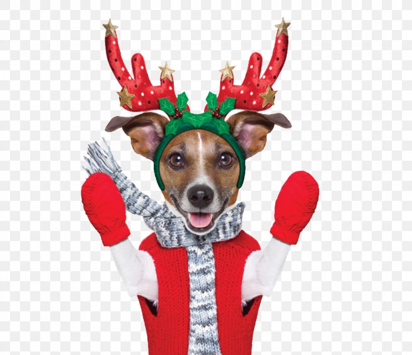 Reindeer Rudolph Lapponian Herder King Charles Spaniel, PNG, 1024x884px, Reindeer, Antler, Christmas, Christmas Ornament, Deer Download Free