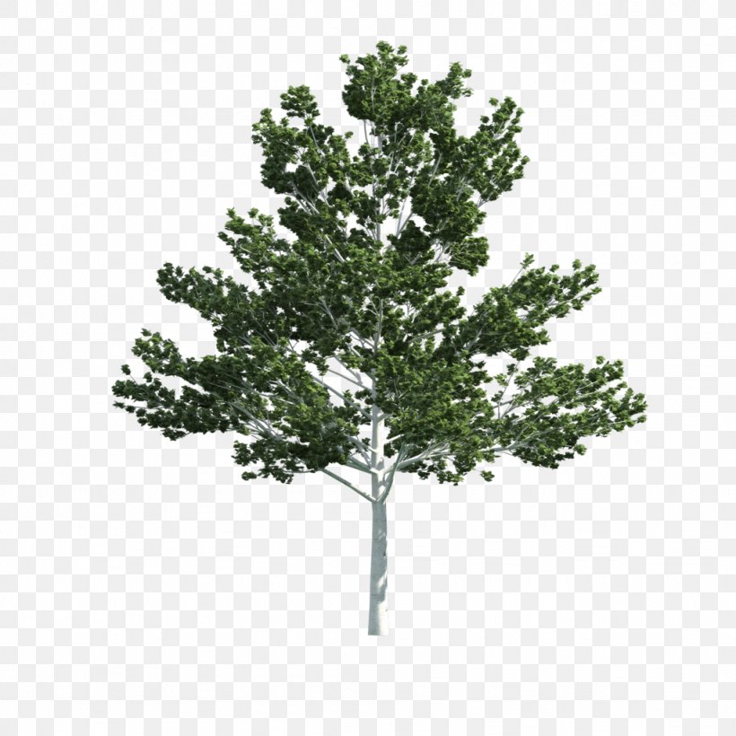 Tree 3D Modeling Texture Mapping 3D Computer Graphics, PNG, 1024x1024px, 2d Computer Graphics, 3d Computer Graphics, 3d Modeling, Tree, Animation Download Free