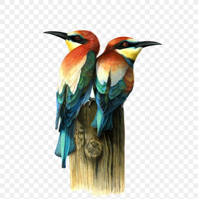 Bird Visual Arts Drawing Illustration, PNG, 600x825px, Bird, Art, Artist, Beak, Behance Download Free
