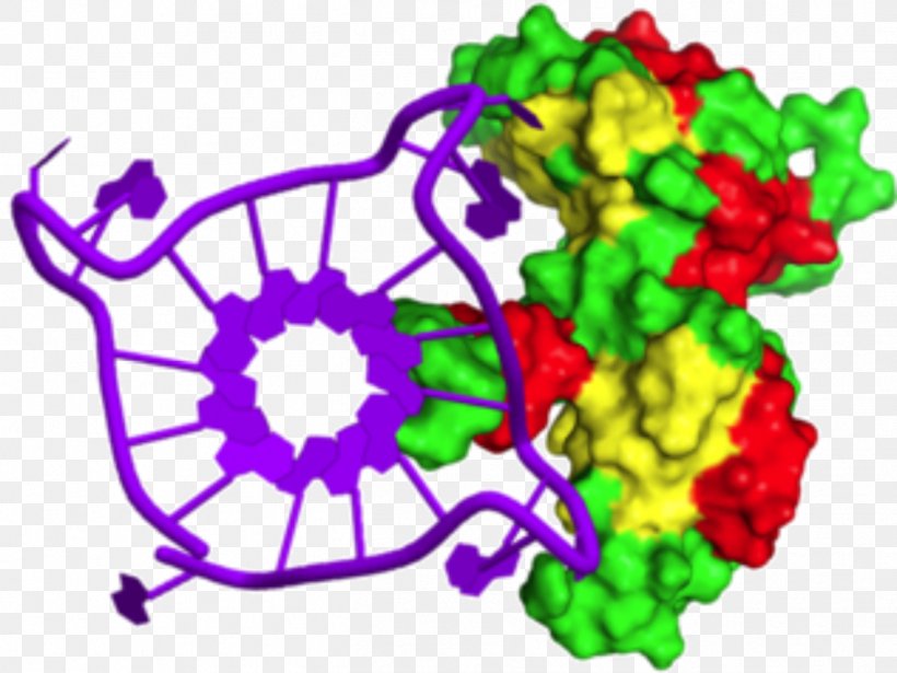 University Of Miyazaki Chemistry Journal Of The American Chemical Society G-quadruplex Chemical Society Reviews, PNG, 1317x988px, Chemistry, Angewandte Chemie, Area, Flora, Floral Design Download Free