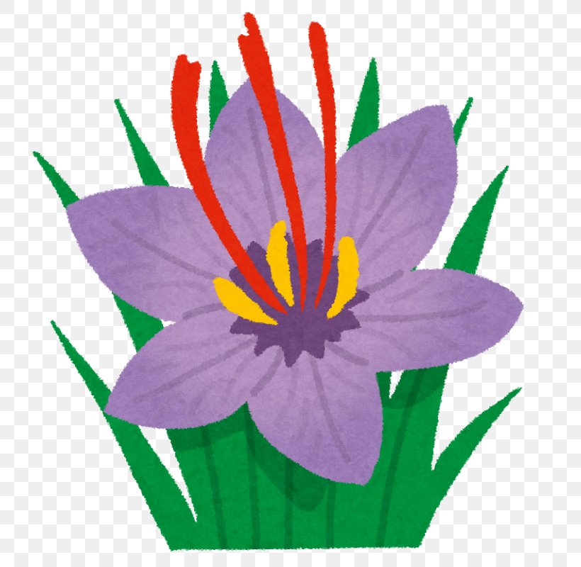 Crocus Saffron Auglenīca Petal Clip Art, PNG, 800x800px, Crocus, Bookmark, Central European Time, Flora, Flower Download Free