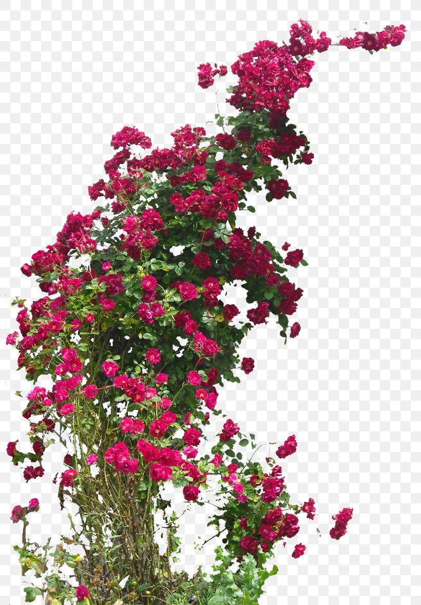 Damask Rose Field Rose Flower Hybrid Tea Rose Rambler-Rose, PNG, 800x1178px, Damask Rose, Annual Plant, Cut Flowers, Field Rose, Flora Download Free