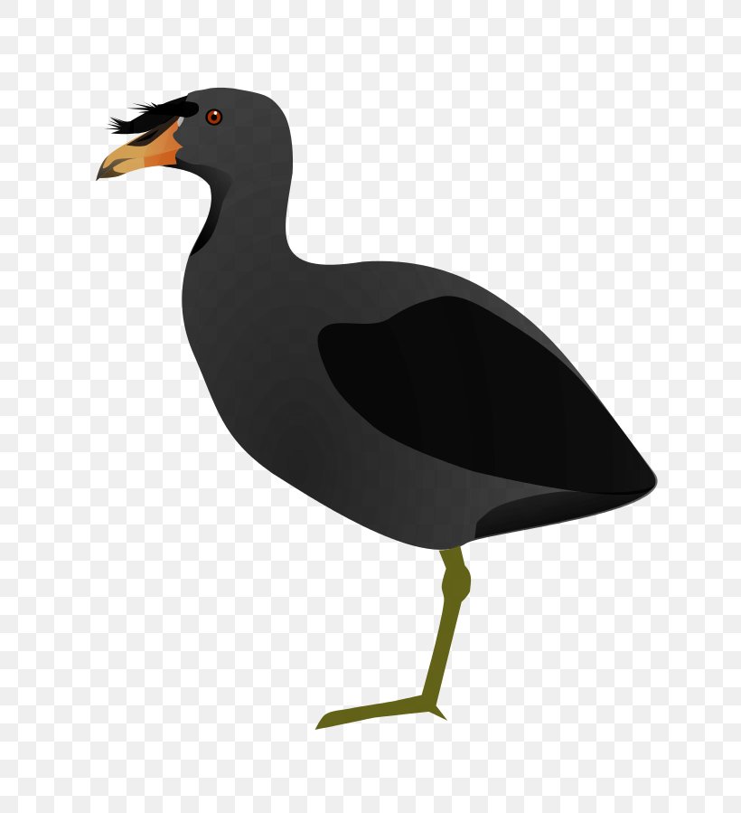 Duck Bird Miñiques Horned Coot Red-knobbed Coot, PNG, 695x899px, Duck, Beak, Bird, Charadriiformes, Coot Download Free