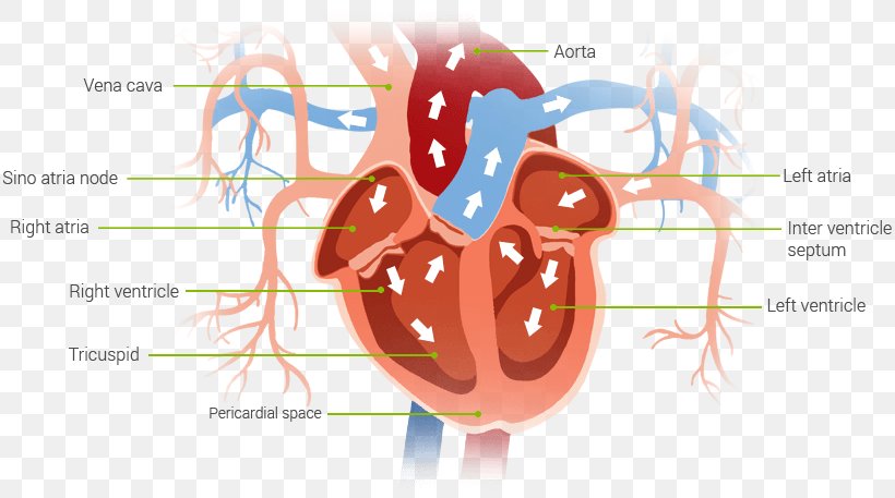 Heart Muscle Pump Blood Diagram, PNG, 815x457px, Watercolor, Cartoon, Flower, Frame, Heart Download Free