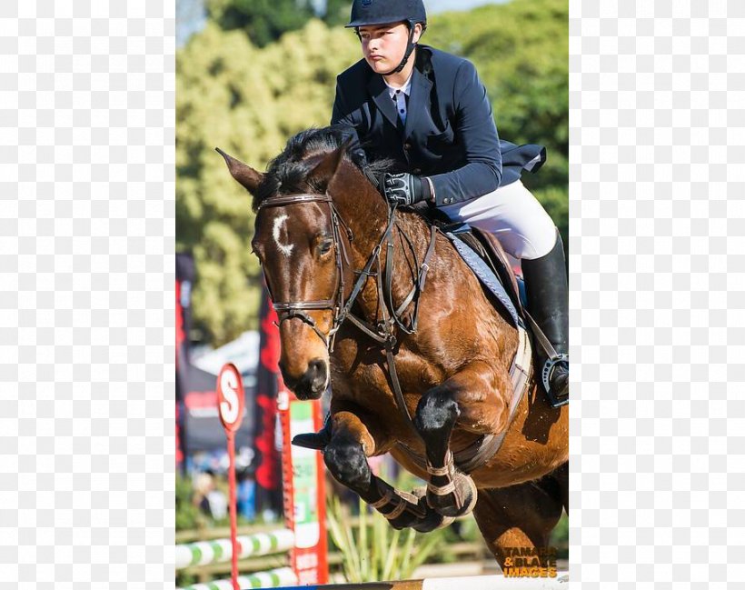 Show Jumping Hunt Seat Arco360 Bridle Eventing, PNG, 909x720px, Show Jumping, Animal Sports, Bit, Bridle, Bridle Pass Street Download Free