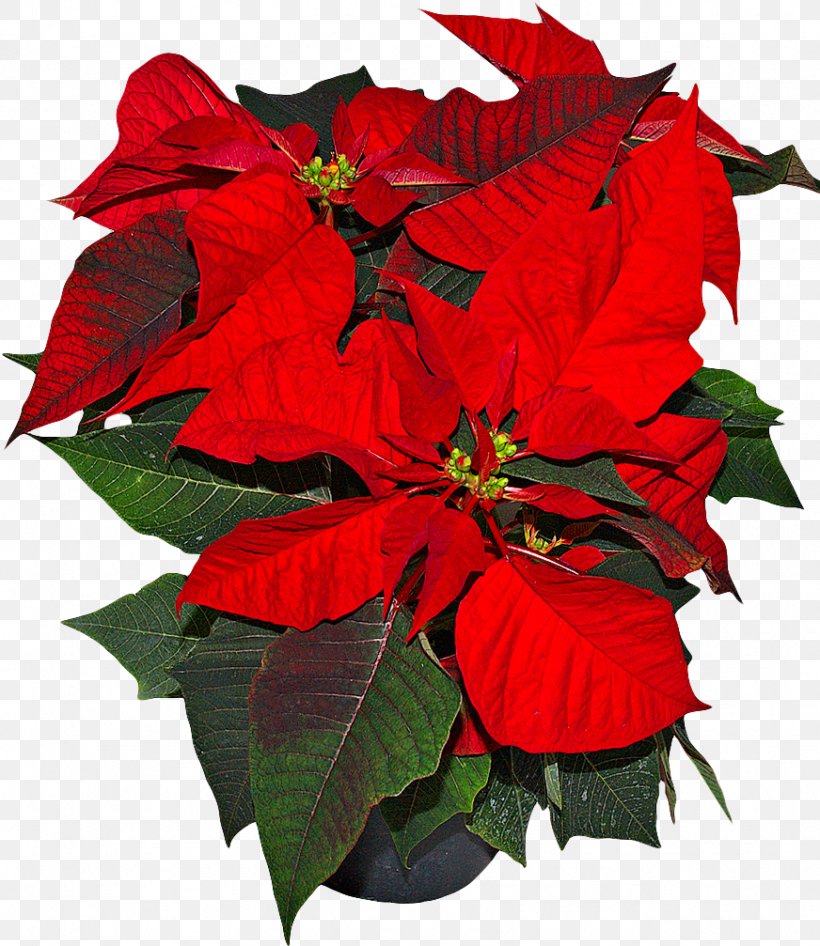 Spurges Poinsettia Houseplant Flower, PNG, 872x1007px, Spurges, Bract, Color, Elephant Ear, Euphorbiaceae Download Free