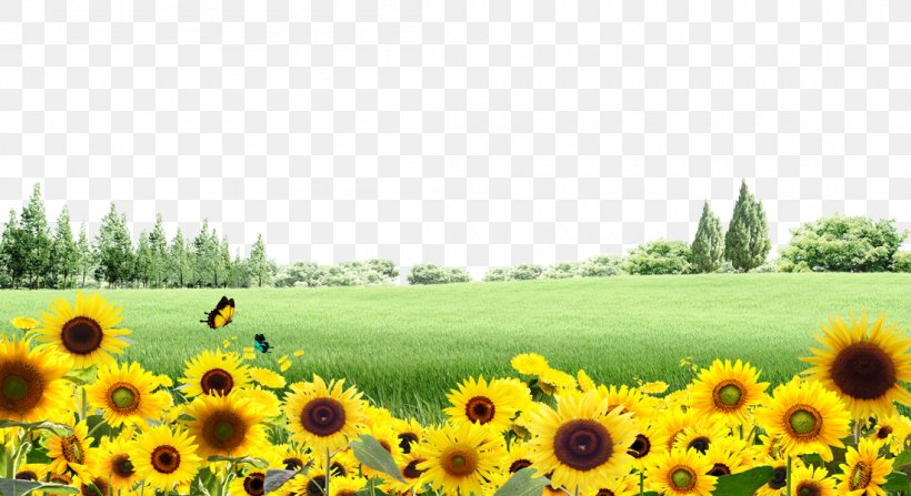 Common Sunflower, PNG, 1100x600px, Common Sunflower, Daisy Family, Digital Data, Field, Flower Download Free