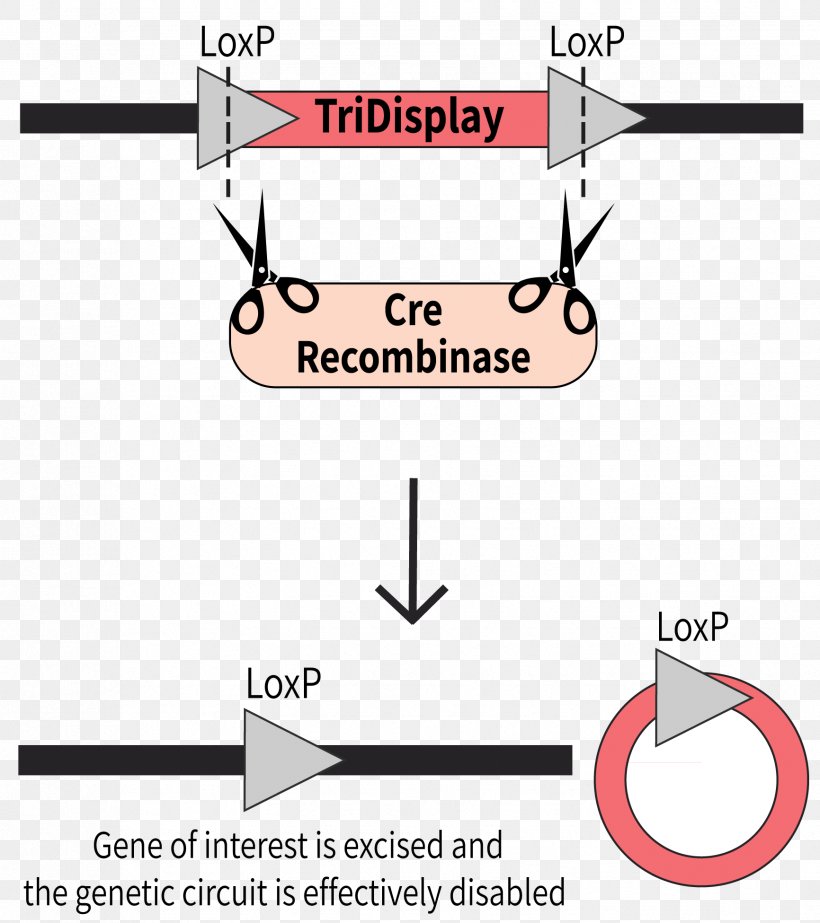 Cre-Lox Recombination International Genetically Engineered Machine Cre Recombinase Plasmid, PNG, 1732x1951px, Crelox Recombination, Area, Cre Recombinase, Crispr, Diagram Download Free