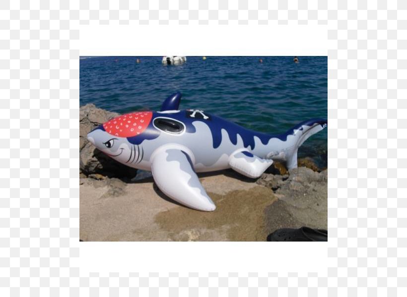Shark Porpoise Cetacea Inflatable Dolphin, PNG, 800x600px, Shark, Cetacea, Dolphin, Fin, Fish Download Free