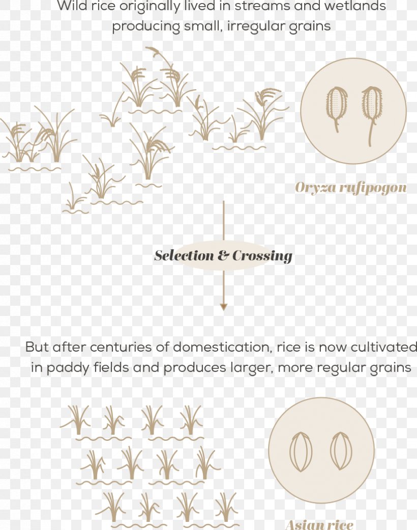 Crop Wild Relative Crop Diversity Plant Breeding Domestication, PNG, 824x1046px, Crop Wild Relative, Area, Conservation, Crop, Crop Diversity Download Free