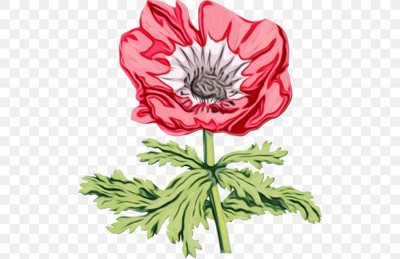 Flower Flowering Plant Oriental Poppy Plant Poppy, PNG, 500x532px, Watercolor, Flower, Flowering Plant, Oriental Poppy, Paint Download Free