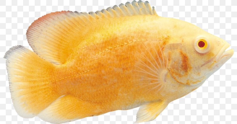 Goldfish Tropical Fish Download, PNG, 800x430px, Goldfish, Dots Per Inch, Fauna, Fish, Fish Products Download Free