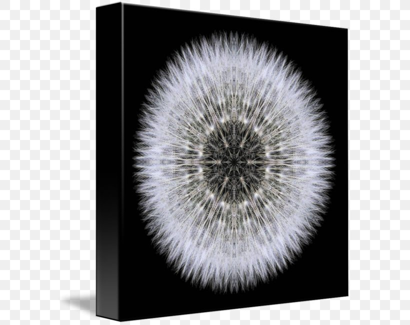Mandala Sacred Geometry Common Dandelion, PNG, 589x650px, Mandala, Black And White, Close Up, Common Dandelion, Dandelion Download Free