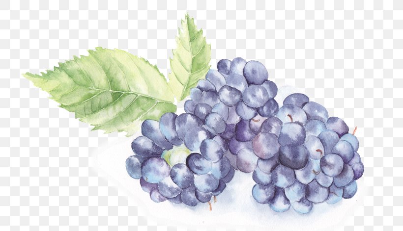 Watercolor Painting, PNG, 735x471px, Watercolor Painting, Art, Berry, Bilberry, Blackberry Download Free