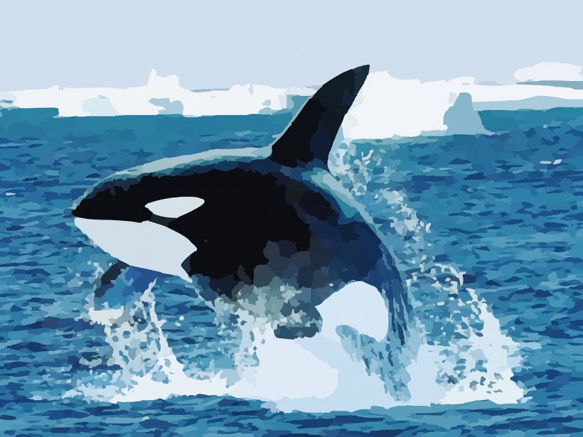 Baby Orca Shark Killer Whale Blue Whale, PNG, 1280x960px, Baby Orca, Animal, Blue Whale, Captive Killer Whales, Cetacean Surfacing Behaviour Download Free