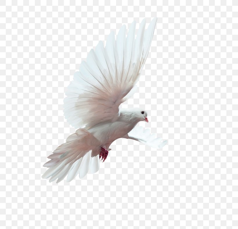 Bird U548cu5e73u9d3f Peace Doves As Symbols, PNG, 790x790px, Bird, Beak, Columba, Doves As Symbols, Feather Download Free
