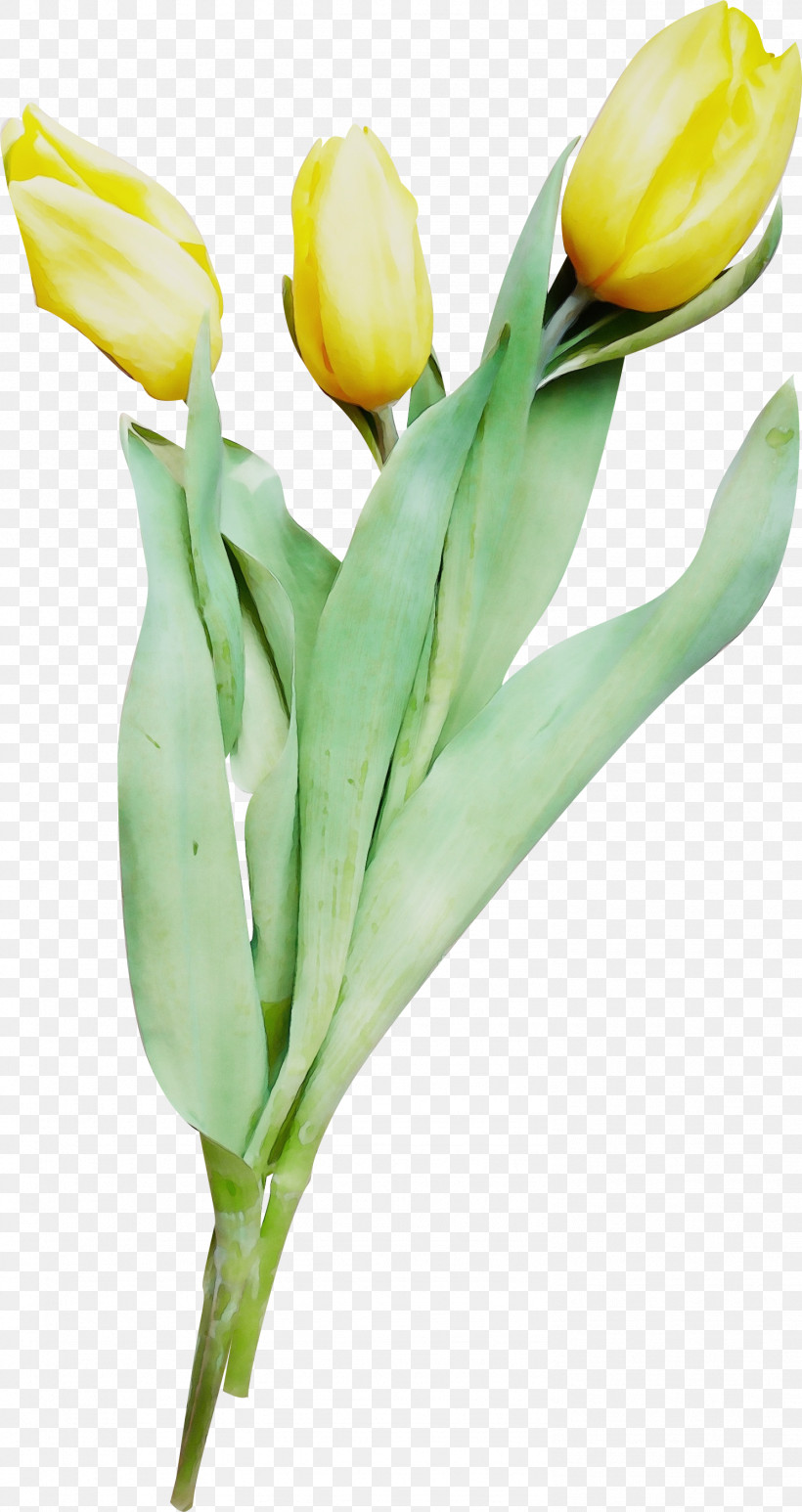 Flower Tulip Yellow Plant Cut Flowers, PNG, 1489x2809px, Watercolor, Arum Family, Bud, Cut Flowers, Flower Download Free