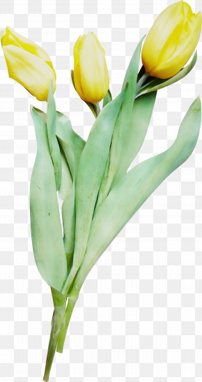 Flower Tulip Yellow Plant Cut Flowers PNG