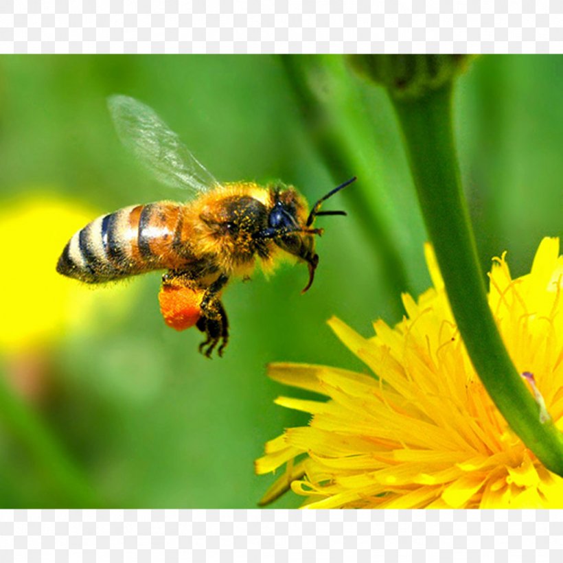 Honey Bee Beekeeping Beehive, PNG, 1024x1024px, Bee, Bee Pollen, Bee Removal, Beehive, Beekeeper Download Free
