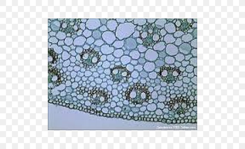 Microscope Slides Plant Cell, PNG, 500x500px, Microscope Slides, Acari, Arachnid, Cell, Doily Download Free