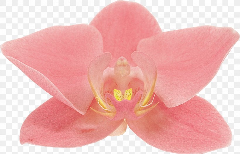 Moth Orchids Flower Petal TOMURU, PNG, 1200x770px, Moth Orchids, Flower, Flowering Plant, Leaf, Magenta Download Free
