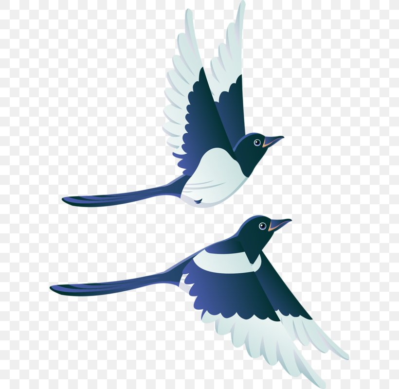 Bird Flight Swallow Mallard White Stork, PNG, 616x800px, Bird, Beak, Bird Flight, Blue Jay, Drawing Download Free