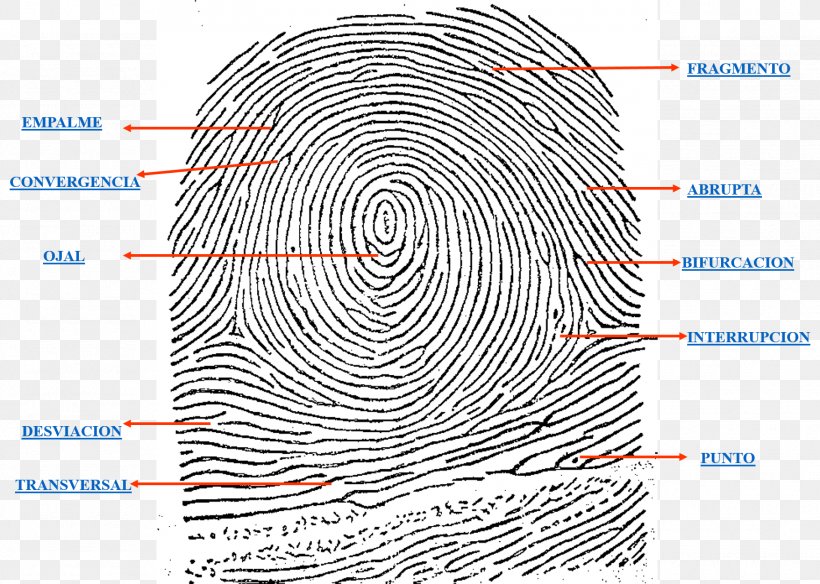 Fingerprint Digit Foot Sole, PNG, 1525x1087px, Fingerprint, Area, Biometrics, Bud, Comb Download Free