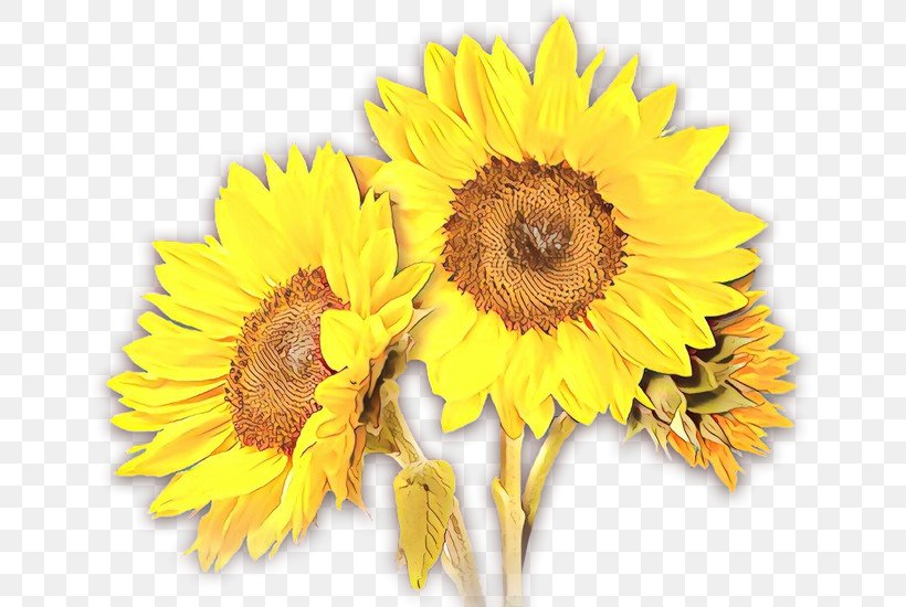 Sunflower Cut Flowers, PNG, 659x550px, Sunflower, Annual Plant, Artificial Flower, Asterales, Cuisine Download Free