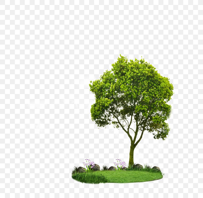 Tree Green Natural Landscape Vegetation Grass, PNG, 618x800px, Tree, Grass, Green, Houseplant, Leaf Download Free