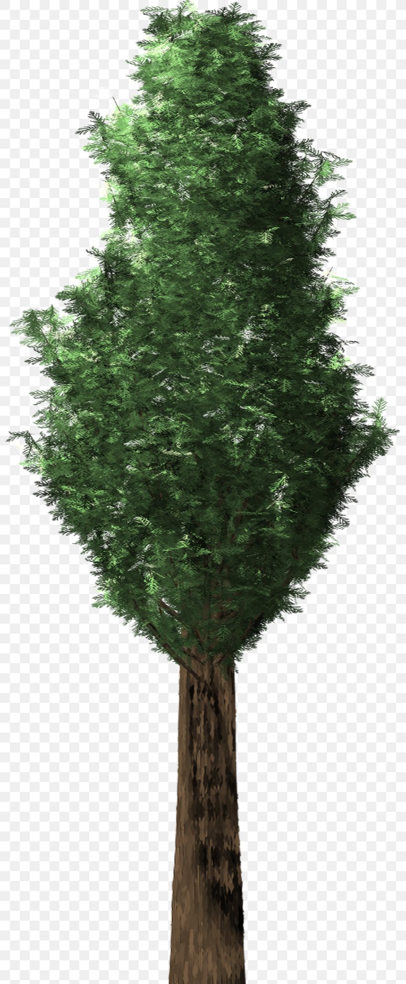 Tree Plant Evergreen English Yew Conifers, PNG, 798x1988px, Tree, Arborvitae, Branch, Conifer, Conifers Download Free
