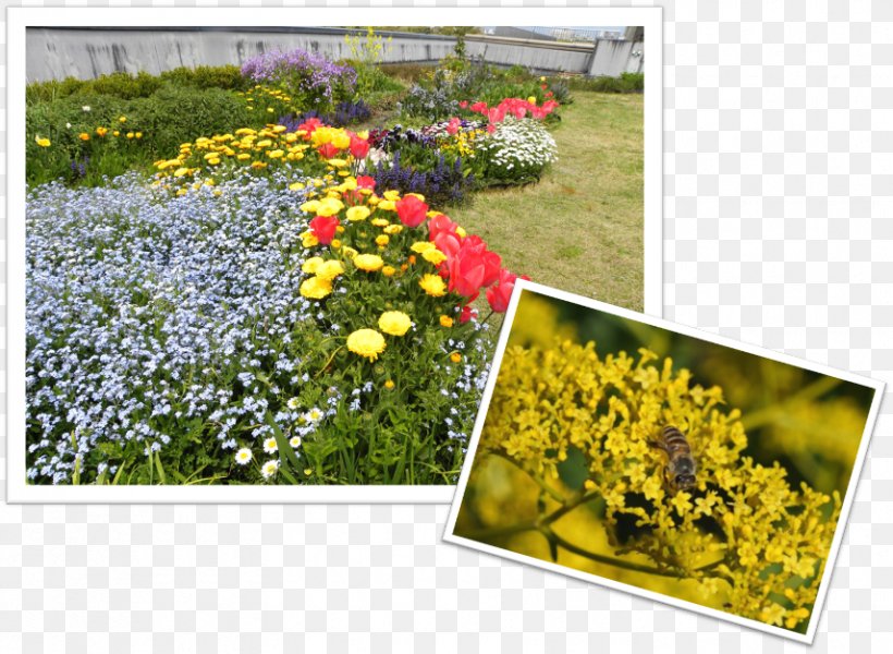 Garden Meadow Wildflower Lawn Flowering Plant, PNG, 855x626px, Garden, Annual Plant, Flora, Flower, Flowering Plant Download Free