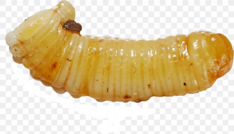 Ootheca Waxworm Larva, PNG, 3982x2287px, Ootheca, Blattodea, Caterpillar, Corn On The Cob, Egg Download Free