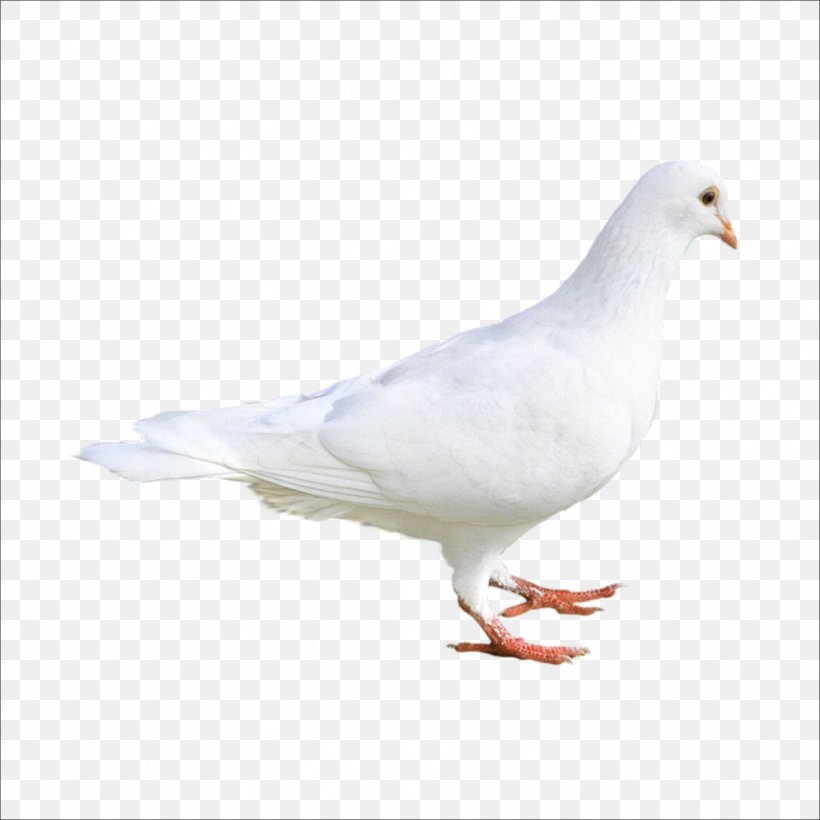 Rock Dove Columbidae Bird Stock Dove, PNG, 1773x1773px, Rock Dove, Beak, Bird, Columba, Columbidae Download Free
