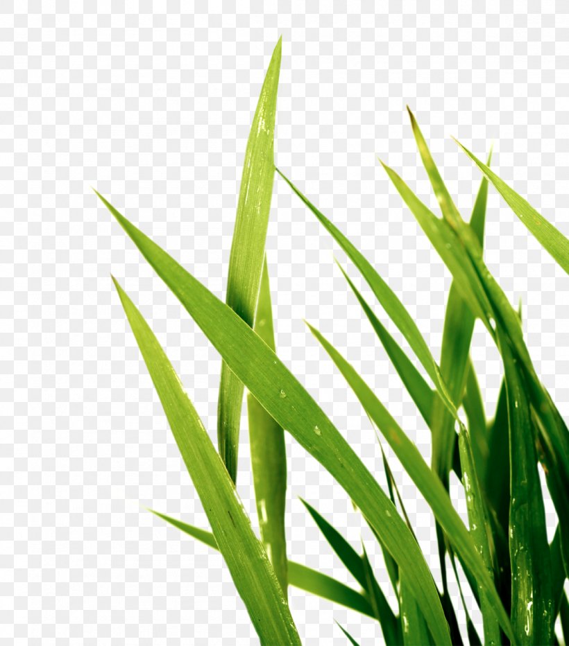 Sweet Grass Wheatgrass Plant Stem Commodity Leaf, PNG, 1150x1308px, Sweet Grass, Commodity, Grass, Grass Family, Grasses Download Free