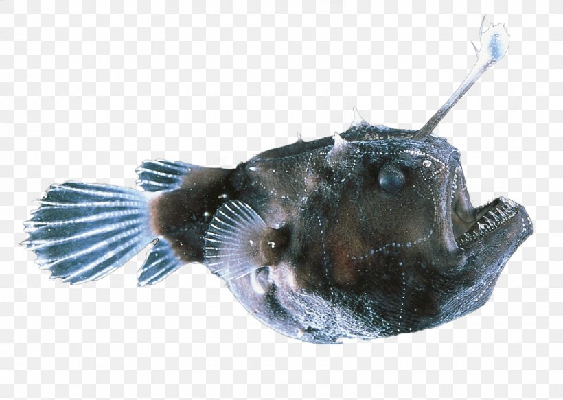 Black Seadevil Deep-sea Anglerfishes Deep Sea Red-lipped Batfish, PNG, 1440x1025px, Black Seadevil, Abyssal Zone, Anglerfish, Ceratiidae, Deep Sea Download Free