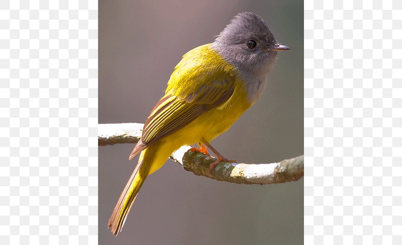 Finch Red Factor Canary Bird Yellow Canary Old World Flycatcher, PNG, 500x500px, Finch, Atlantic Canary, Beak, Bird, Birdcage Download Free