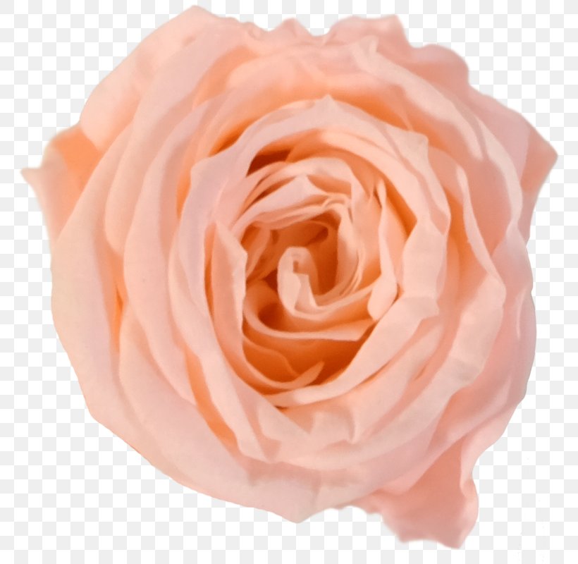 Garden Roses Cabbage Rose Floribunda Cut Flowers Hybrid Tea Rose, PNG, 770x800px, Garden Roses, Ball, Cabbage Rose, Close Up, Cut Flowers Download Free