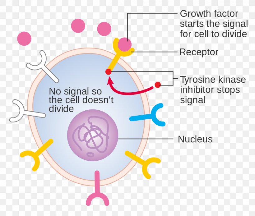 Growth Factor Diagram Cell Tyrosine-kinase Inhibitor Receptor Tyrosine Kinase, PNG, 1212x1028px, Watercolor, Cartoon, Flower, Frame, Heart Download Free