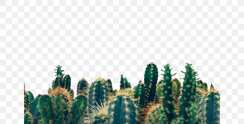 Lose Control (feat. Mxe3s) Physical Exercise Unsplash Photography, PNG, 658x417px, Physical Exercise, Album, Art, Biome, Cactus Download Free