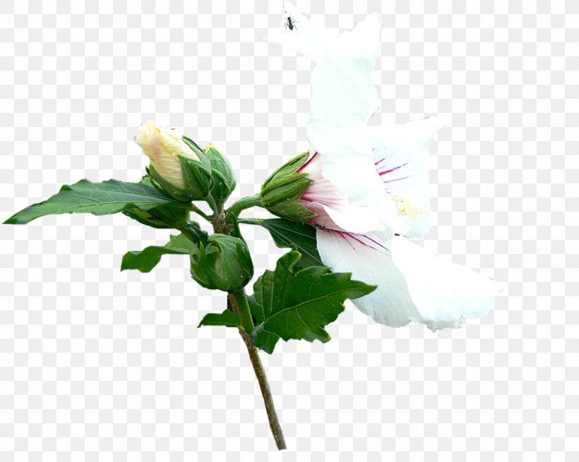 Mallows Cut Flowers Plant Stem Artificial Flower, PNG, 1024x819px, Mallows, Artificial Flower, Cut Flowers, Family, Flower Download Free