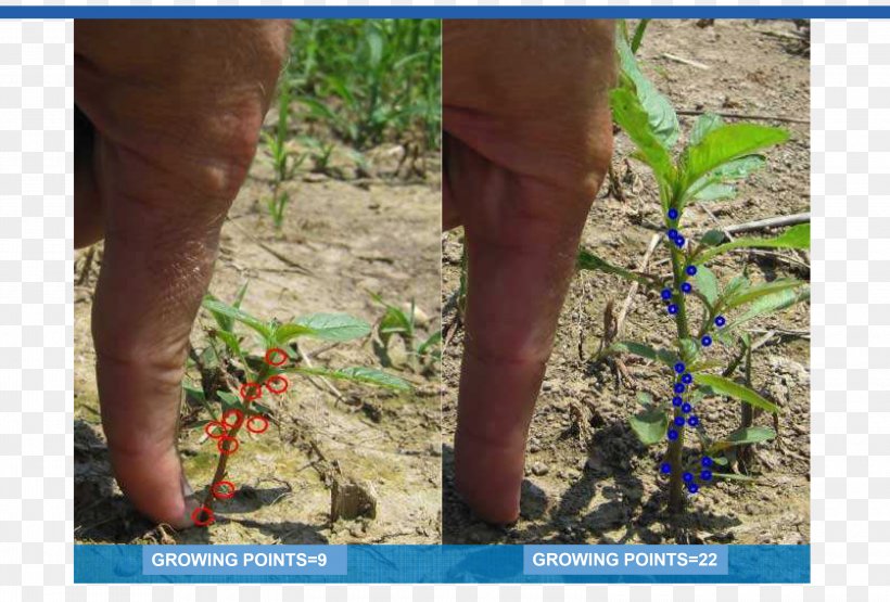 NuTech Seed, LLC Soybean Technology Flora Tree, PNG, 3000x2034px, Soybean, Calf, Elephantidae, Elephants And Mammoths, Fauna Download Free