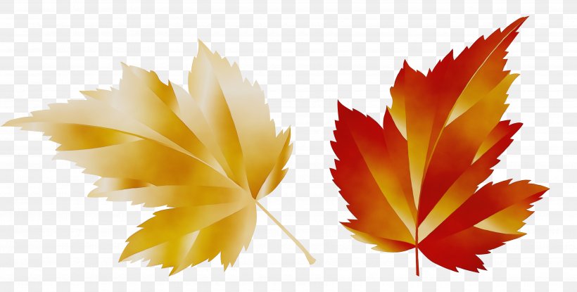 Autumn Leaf Drawing, PNG, 3550x1799px, Watercolor, Autumn, Autumn Leaf Color, Deciduous, Drawing Download Free