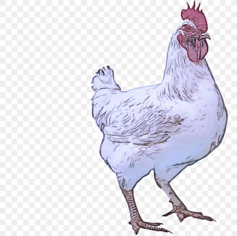 Bird Chicken Rooster Comb Beak, PNG, 926x923px, Bird, Beak, Chicken, Comb, Fowl Download Free