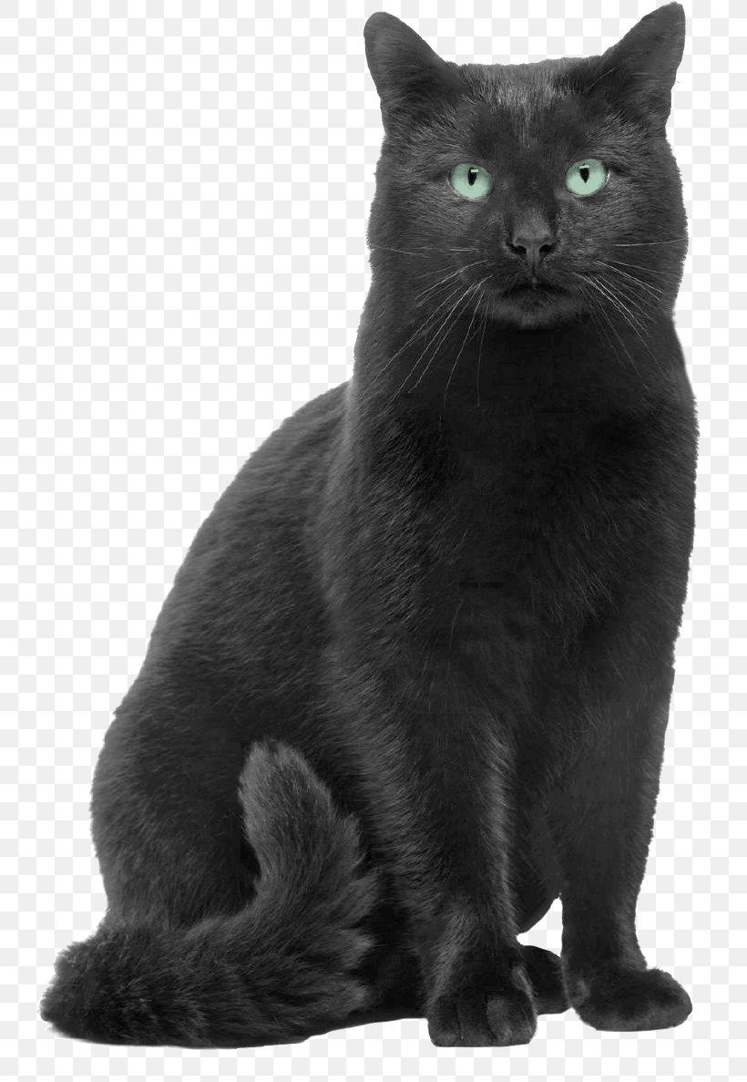 Black Cat Russian Blue Chartreux Bombay Cat Korat, PNG, 751x1187px